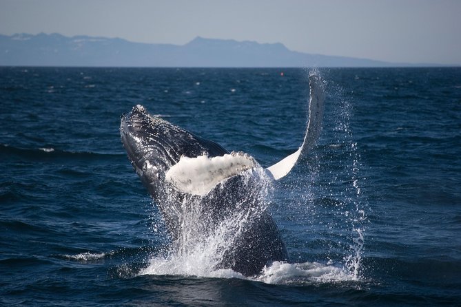 Icelandic Horse Riding and Whale Watching Cruise from Reykjavík - Cruising Faxaflói Bay with Elding: what to look for
