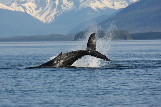 Icelandic Horse Riding and Whale Watching Cruise from Reykjavík - Price and value: what the $280 buys you