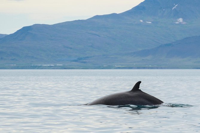 Icelandic Horse Riding and Whale Watching Cruise from Reykjavík - Weather reality: dress warm and manage what you can control