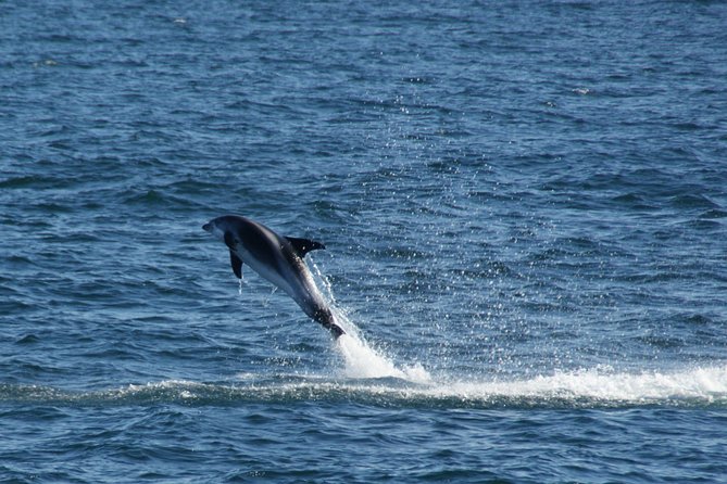 Icelandic Horse Riding and Whale Watching Cruise from Reykjavík - Who should book this, and who might want a different plan