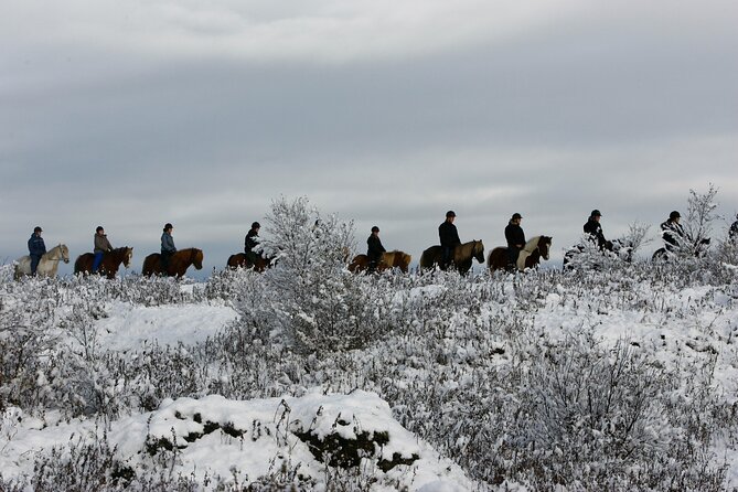 Icelandic Horse Riding and Whale Watching Tour from Reykjavik - Icelandic Horses and That Smooth Tölt: What the Ride Feels Like