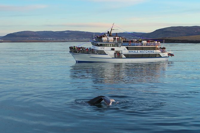 Icelandic Horse Riding and Whale Watching Tour from Reykjavik - From Stables to Old Harbor: The Lunch Break You Actually Get