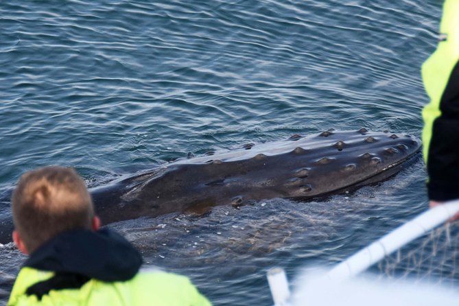 Icelandic Horse Riding and Whale Watching Tour from Reykjavik - Hi-Tech Whale Watching in Faxaflói Bay: Species, Boat Comfort, and What to Look For