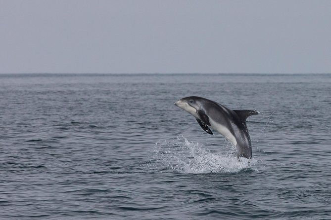 Icelandic Horse Riding and Whale Watching Tour from Reykjavik - If Whales Are Elusive: How the Try-Again Ticket Works in Real Life