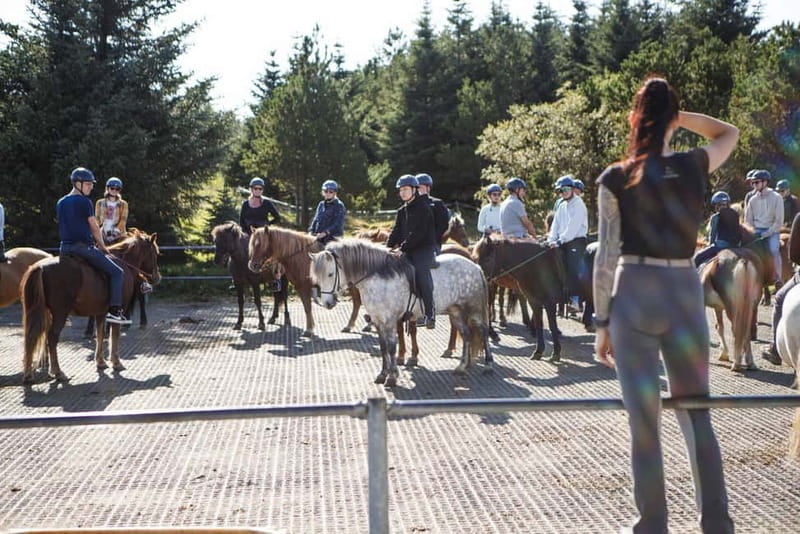 Icelandic Horse Riding Tour & Pickup Option from Reykjavik - Pickup, Timing, and How Long You’ll Really Be Out