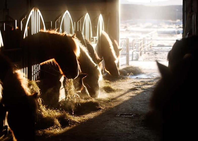 Icelandic Horse Riding Tour & Pickup Option from Reykjavik - What to Wear and Bring, Plus Iceland’s Leather Rule