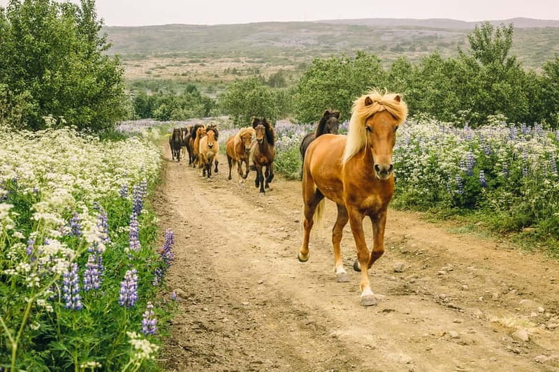 Icelandic Horse Riding Tour & Pickup Option from Reykjavik - Íshestar Stables: Facilities, Horse Care, and Included Gear