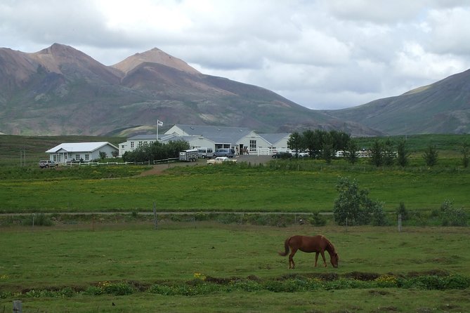Icelandic Horseback Riding Tour Including Pick Up from Reykjavik - From Reykjavik to Laxnes Horse Farm, The Fast, Friendly Setup