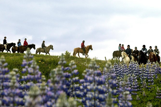 Icelandic Horseback Riding Tour Including Pick Up from Reykjavik - Who Should Book This Icelandic Horse Ride (and Who Might Rethink It)