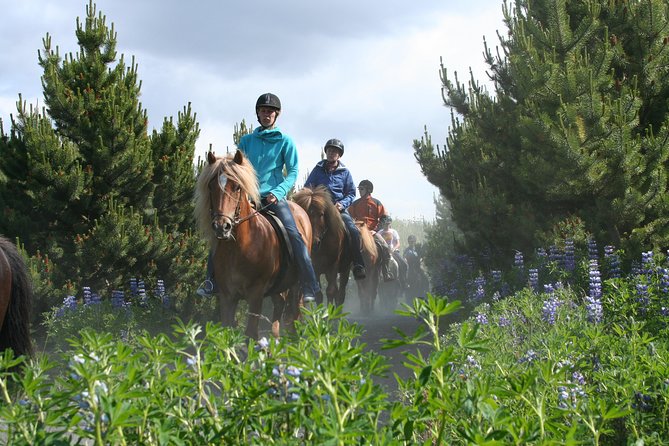 Icelandic Horseback Riding Tour with Pickup Option from Reykjavik - How the Ride Gets Adapted: Watching You, Then Splitting the Groups