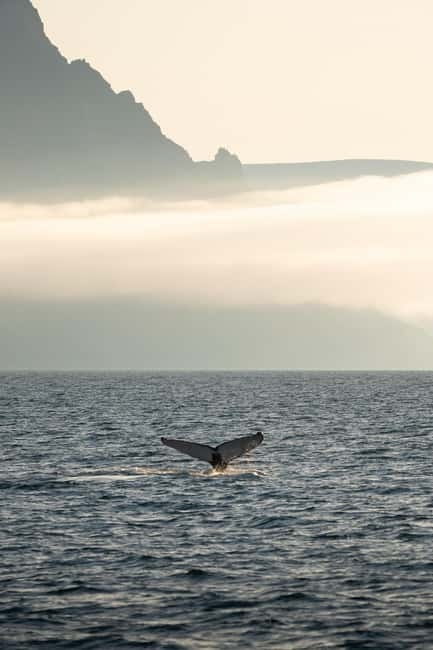 Ísafjörður: Westfjords Whale Watching Boat Tour - Key Things That Make This Tour Worth Your Time