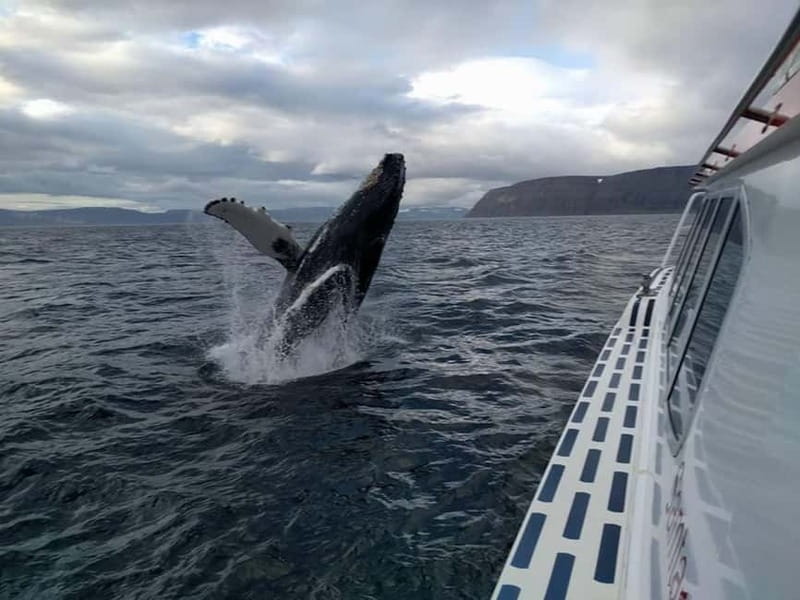 Ísafjörður: Westfjords Whale Watching Boat Tour - Whale Watching in Ísafjörður: Westfjords Energy Meets Real Wildlife