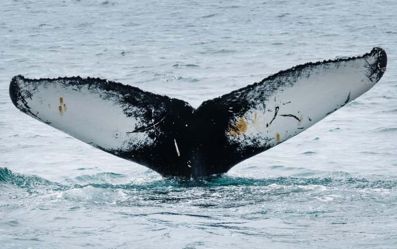 Ísafjörður: Westfjords Whale Watching Boat Tour - Humpback Whales First, Then Let Luck Add Extras