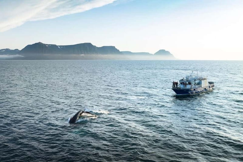 Ísafjörður: Westfjords Whale Watching Boat Tour - Your 3-Hour Cruise Plan From the Ísafjörður Harbor