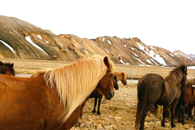 Landmannalaugar Hiking, Haifoss Waterfall and Hot Springs Tour - A Full-Day Highlands Run That Starts at 7:00 AM