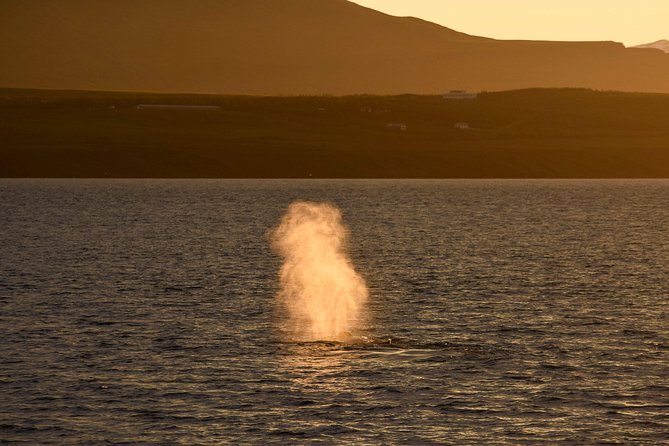 Magical Whales in the Midnight Sun | from Reykjavik - Deck time under a glowing horizon: what to watch for after engine off