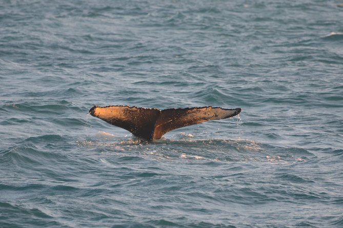 Magical Whales in the Midnight Sun | from Reykjavik - Onboard comfort: Wi-Fi cabin, bar, and space to reposition