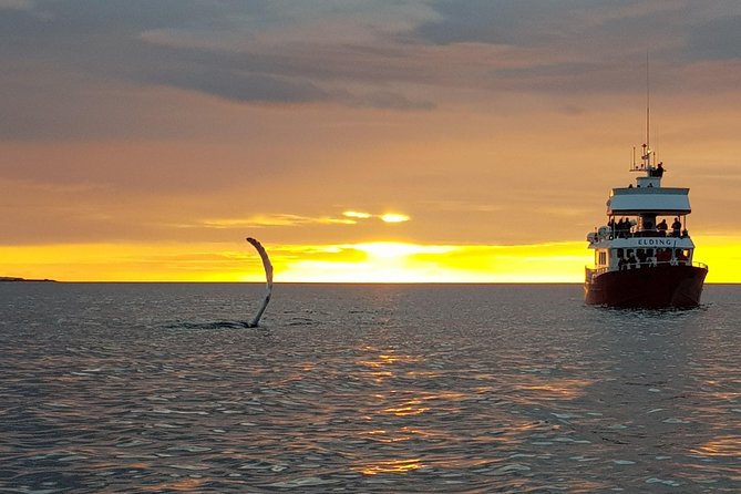 Magical Whales in the Midnight Sun | from Reykjavik - Value check: is $105 worth it for 3 hours?