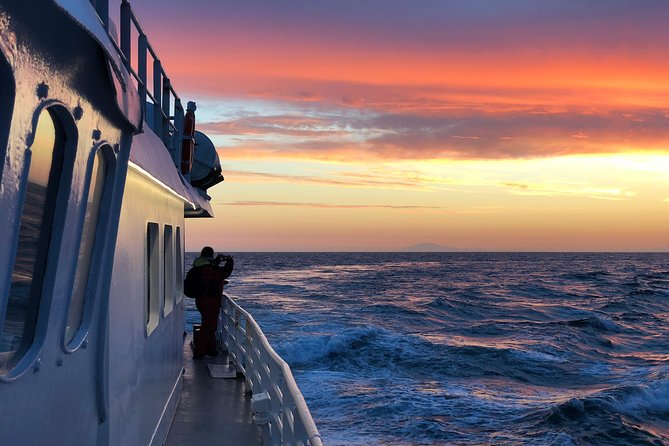 Magical Whales in the Midnight Sun | from Reykjavik - Getting started at Ægisgarður 5c and the Whale-Watching Centre bonus