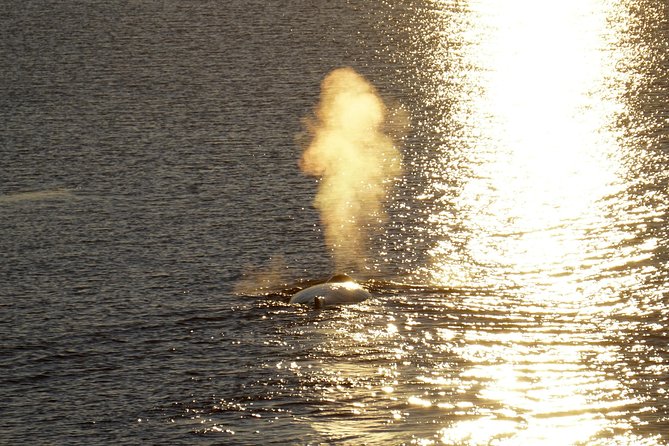 Midnight Sun Whale Watching from Reykjavik - Faxaflói Bay strategy: why they head out where they do