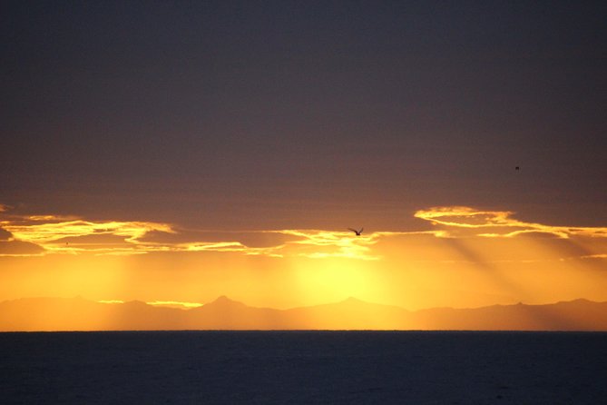 Midnight Sun Whale Watching from Reykjavik - What wildlife you might see under the midnight sun