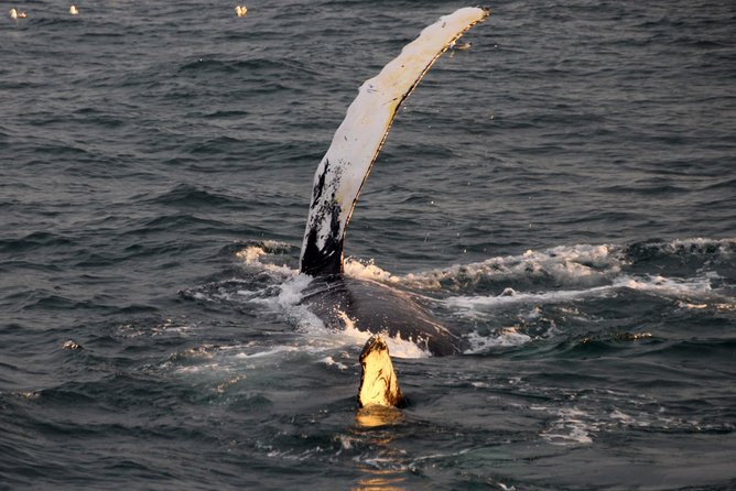 Midnight Sun Whale Watching from Reykjavik - Guides and crew: how names like Daniel and Sophie show up