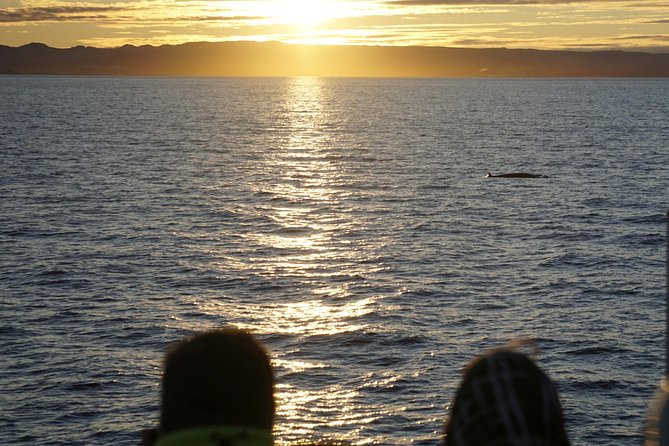 Midnight Sun Whale Watching from Reykjavik - Logistics that can make or break a night out