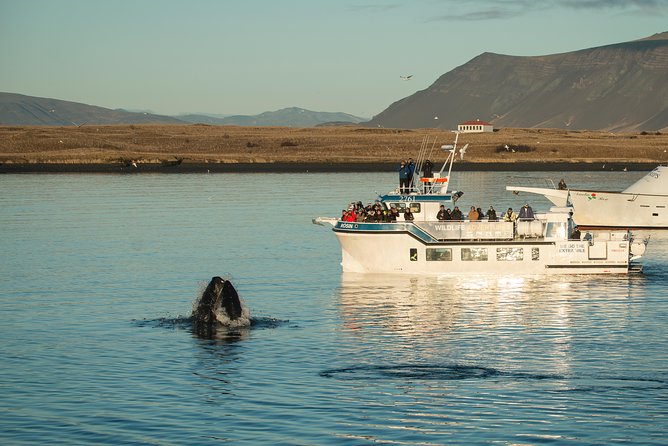 Midnight Sun Whale Watching from Reykjavik - Gear and comfort that actually help in Iceland’s wind