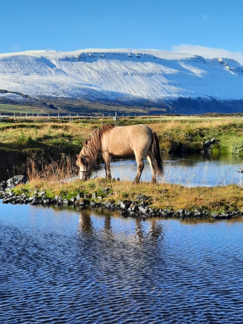 North Iceland: Horseback Riding Tour - The Icelandic horse and your chance to try tölt