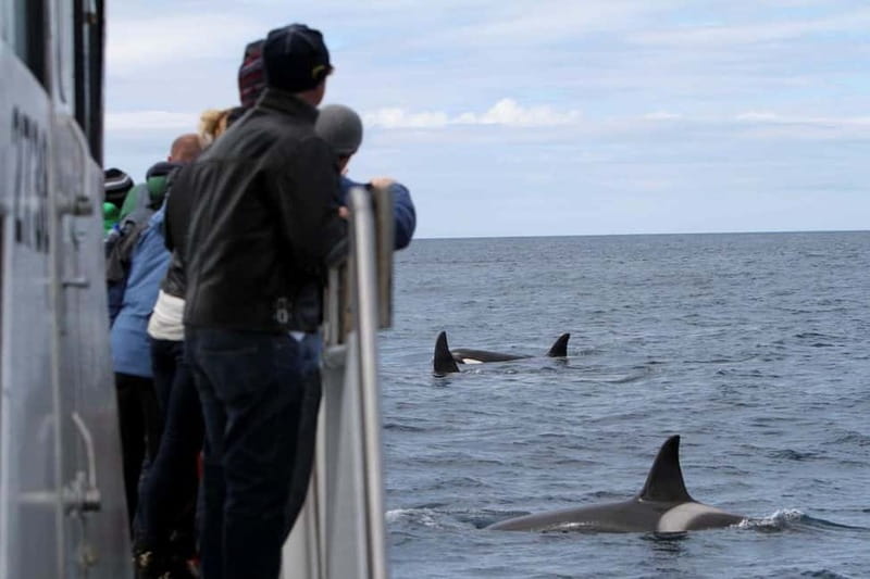 Ólafsvík: Whale Watching Tour - Quick Key Points Before You Go