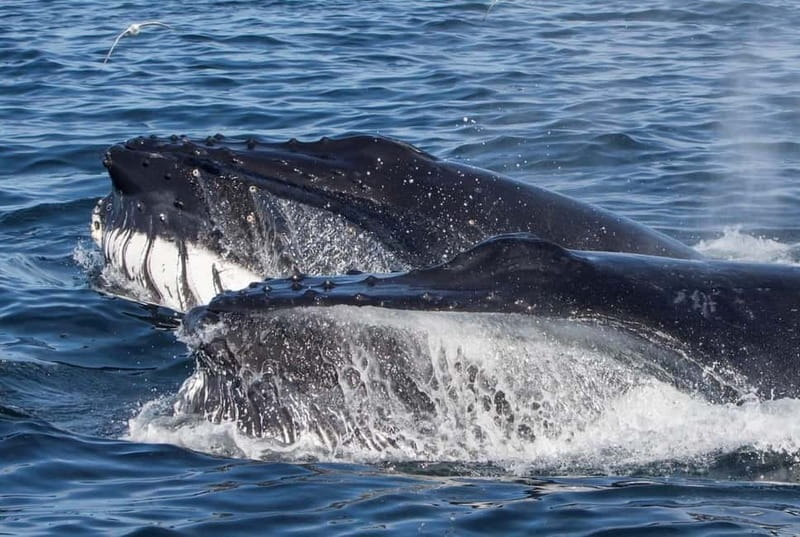 Ólafsvík: Whale Watching Tour - Why Ólafsvík and the Snæfellsnes Coast Matter for Whale Watching