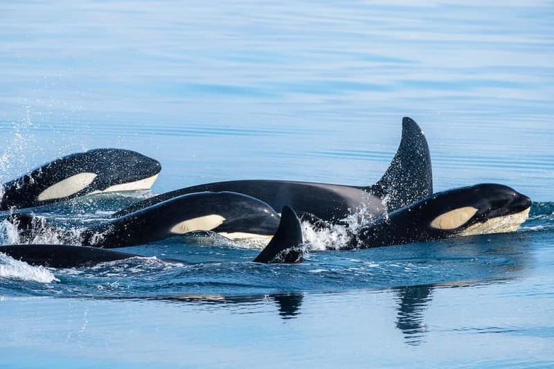 Ólafsvík: Whale Watching Tour - The 3-Hour Flow: From Ólafsvík Harbor to Snæfellsjökull Views