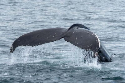 Ólafsvík: Whale Watching Tour
