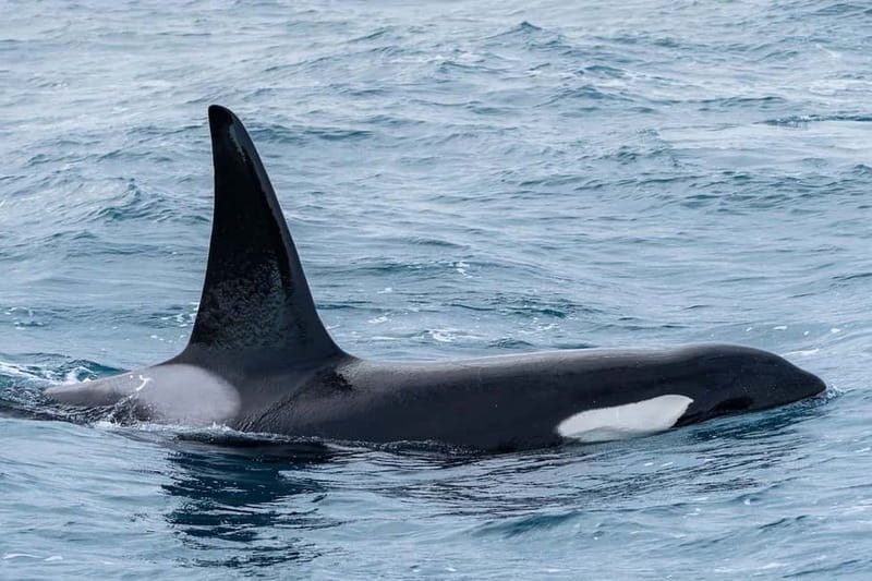 Ólafsvík: Whale Watching Tour - How the Whale Search Feels From the Deck (and How You Can Help It Happen)