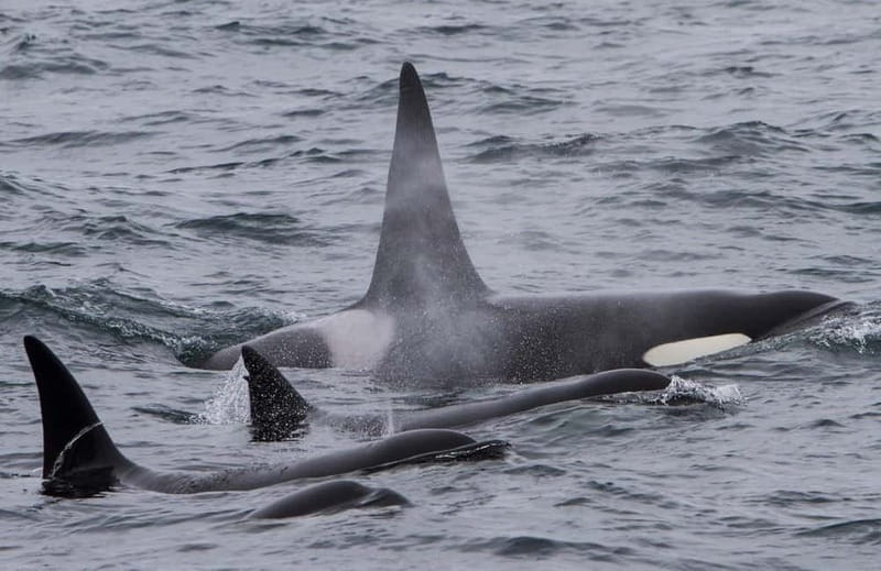 Ólafsvík: Whale Watching Tour - Price and Value: Is $119 Worth It for 3 Hours?