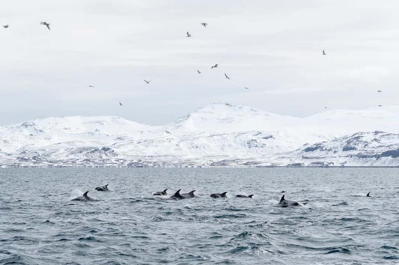 Ólafsvík: Whale Watching Tour - Who This Tour Fits Best (and Who Might Be Happier Elsewhere)
