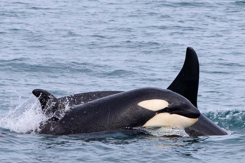 Ólafsvík: Whale Watching Tour - Making the Most of Your Sightings: Small Habits That Improve Results