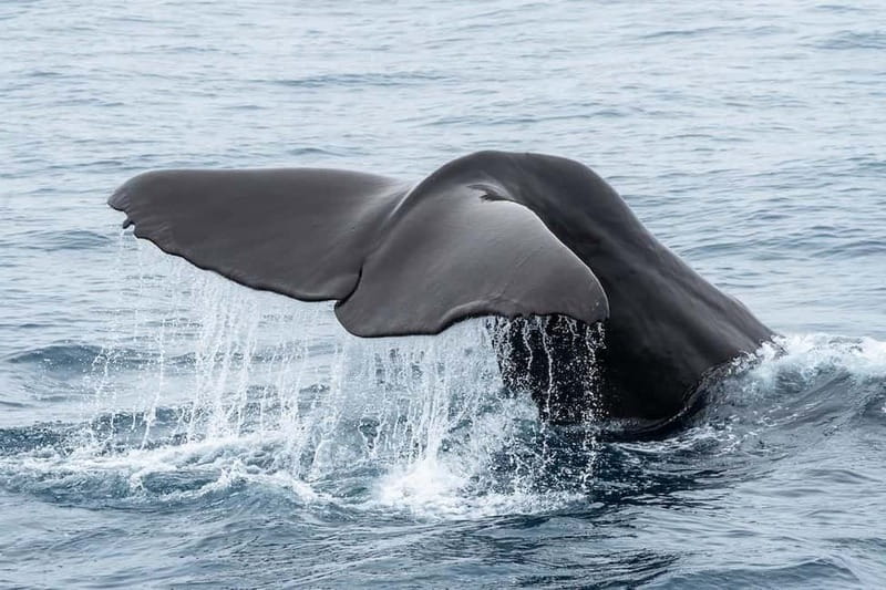 Ólafsvík: Whale Watching Tour - Should You Book the Ólafsvík Whale Watching Tour?