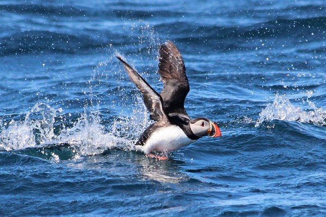 Original Big Whale Safari & Puffins Speedboat Tour from Húsavík - The 2 hour game plan: what happens from ticket center to splashdown