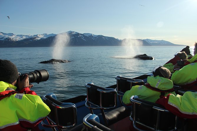 Original Big Whale Safari & Puffins Speedboat Tour from Húsavík - Price and value: what $180.27 buys you in the real world