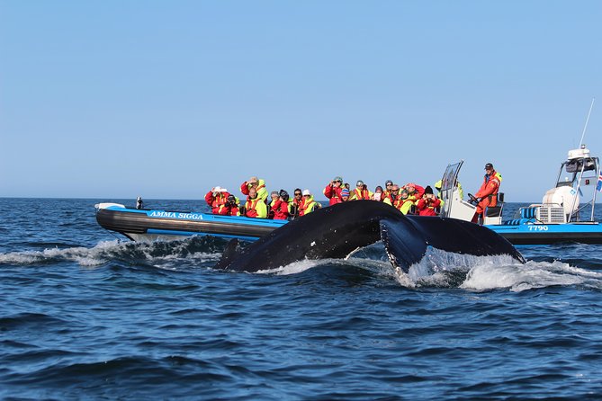Original Big Whale Safari & Puffins Speedboat Tour from Húsavík - Who should book this RIB whale and puffin tour
