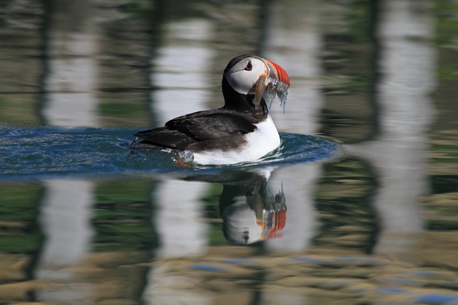 Original Big Whale Safari & Puffins Speedboat Tour from Húsavík - A short note on weather and the “plan B” reality