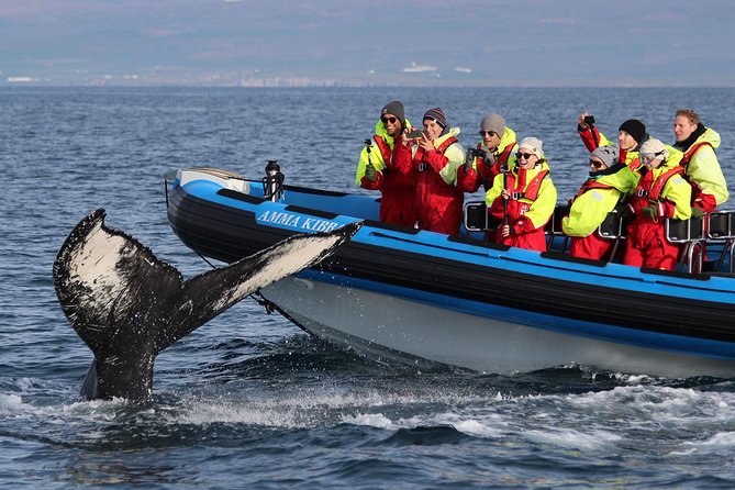 Original Big Whale Safari & Puffins Speedboat Tour from Húsavík - Puffin Island stop: the best bonus, if your dates and sea conditions line up