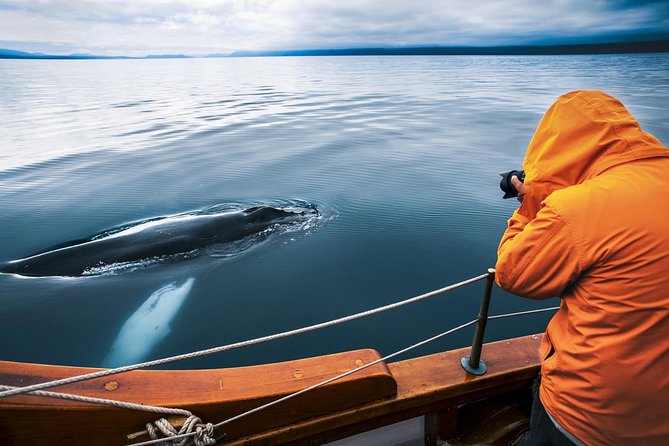 Original Carbon Neutral Whale Watching Tour from Húsavík - Key points before you go