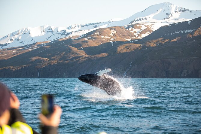 Original Carbon Neutral Whale Watching Tour from Húsavík - Why Húsavík whale watching feels different (especially in carbon-neutral mode)