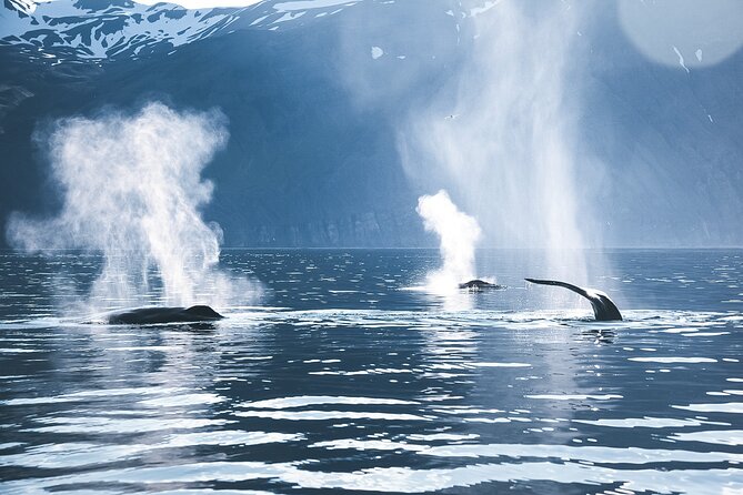 Original Carbon Neutral Whale Watching Tour from Húsavík - Onboard for North Sailing: what happens during your 3 hours