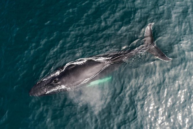 Original Carbon Neutral Whale Watching Tour from Húsavík - Whale sightings: what you might see, and how to keep expectations sane
