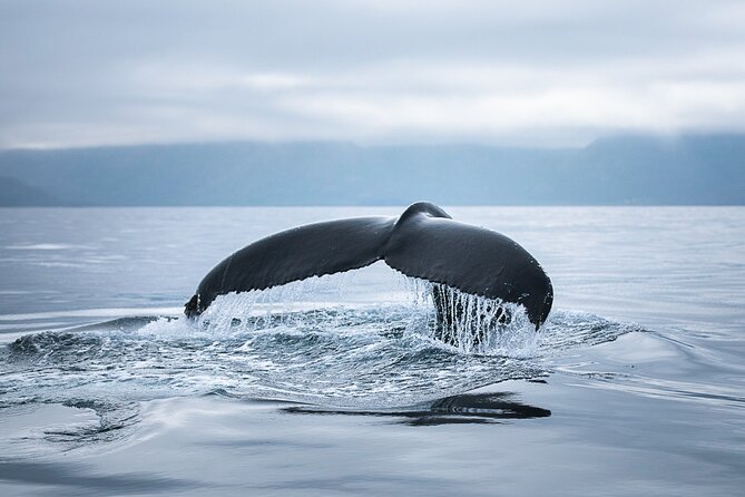 Original Carbon Neutral Whale Watching Tour from Húsavík - Comfort and sea conditions: stable boat vs. rocky surprises
