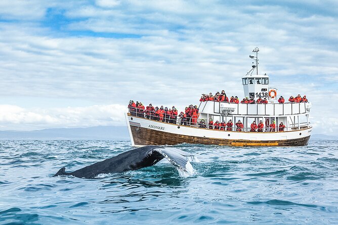 Original Carbon Neutral Whale Watching Tour from Húsavík - Getting to the right place, at the right time