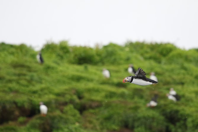 Premium Small-Group Puffin & Bird Watching tour from Reykjavík - Key Things That Make This Puffin Tour Worth It